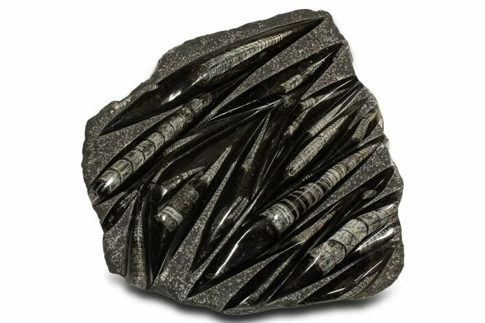 Polished Fossil Orthoceras (Cephalopod) Plate - Morocco #338416